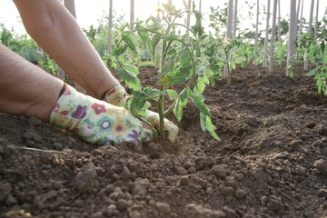 Farmer is transplanting tomato seedlings in the vegetable garden. Spring time gardening works.