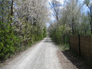 Fototapeta premium Feldweg mit Wildobsthecke