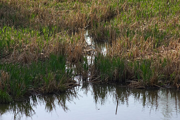 vegetation on the wetland bank of the pond 