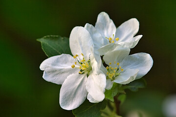 white flowers on a tree branch in spring