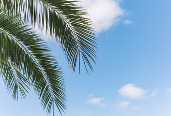 Fototapeta premium blue sky with small clouds. sky background texture. summer sky with palm branches