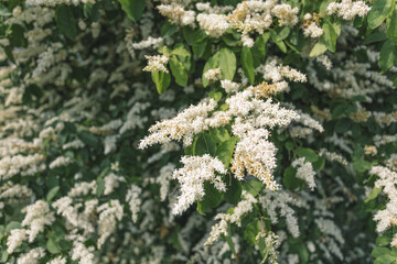 bush which is covered with white flowers. spring