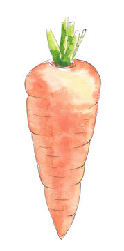 hand drawn watercolor illustration orange carrot