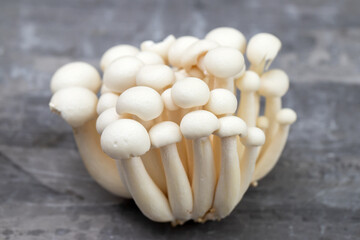 white edible mushrooms shimeji on ceramic background