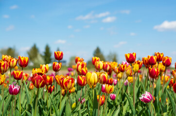 Tulip field. Beautiful field with tulips.