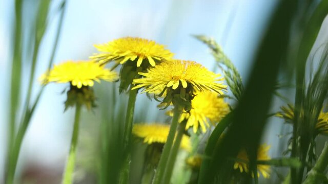 Bright yellow dandelions on sunny blue sky