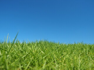 Green grass and blue sky
