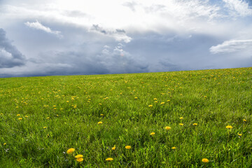 Eine Blumenwiese im Frühling mit Wolken Hintergrund