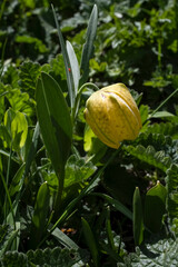 First spring mountain flowers. Wild...