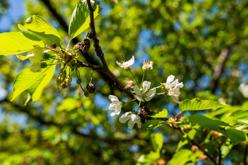Pear tree blossom. White flowers on tree. Spring in the garden.