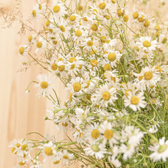 Chamomile flowers fresh bouquet with a natural wooden wall on background.