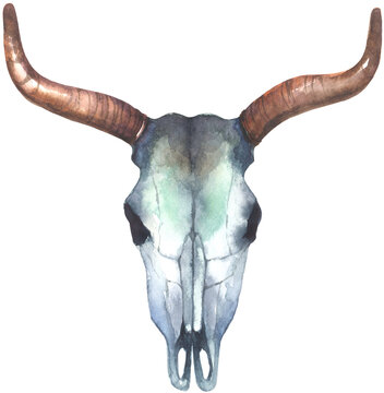 Watercolor bull skull head