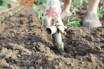 Farmer is transplanting tomato seedlings in the vegetable garden. Spring time gardening works.