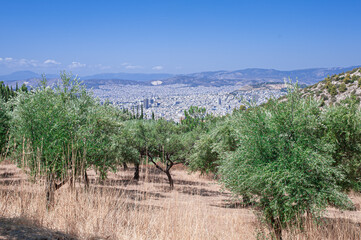 old olive grove on the sun-drenched acropolis hillside Kaisariani in Greece