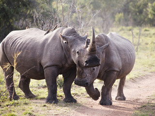 Two white rhinoceroses facing the camera and playfully nudging at each other kicking up dust