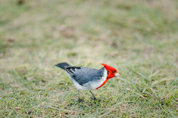 Rotschopf Kardinal Hawaii