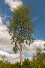 high aspen in summer