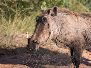 Warthog adult standing looking at camera close up of her head and shoulders