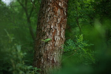 Acacia tree trunk in spring forest with green leaves around