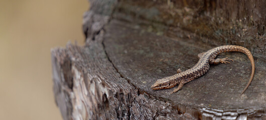 Waldeidechse, Zootoca vivipara, Lacerta vivipara