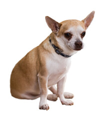 Obraz premium Portrait of a small chihuahua dog with a collar. Isolated over white background