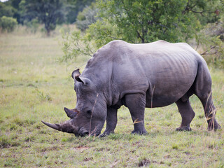 White rhinoceros bull standing on short grass grazing full length shot