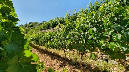 Fototapeta na wymiar Vineyard Close view. Red wine in the making. Syrah, Cabernet sauvignon, Cabernet Franc, Merlot. Wine tasting. Family business in the mountains. Wine lovers. Vineyard in summer season. Sunny day