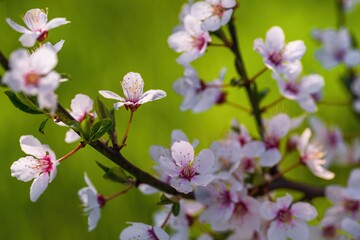 Obraz premium Kwiaty wiosenne na kwitnących drzewach