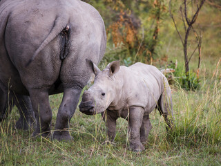 White rhinoceros calf standing next to his mother looking at the camera