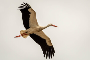 Weißstorch am Himmel