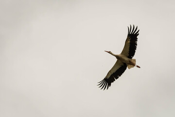 Weißstorch am Himmel