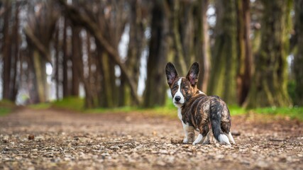 Szczeciak corgi cardigan biało-brązowy w trakcie zabawy © Michal45