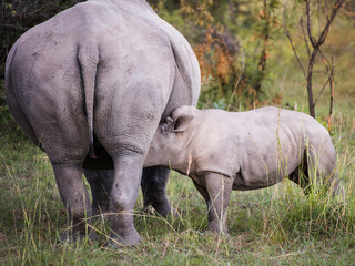 Fototapeta premium White rhinoceros calf standing next to his mother with his head under her belly suckling 