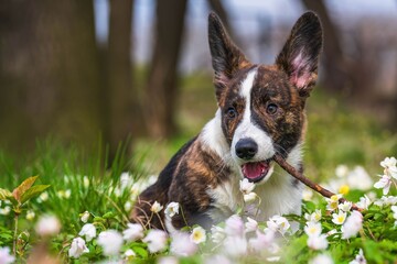 Szczeciak corgi cardigan biało-brązowy w trakcie zabawy © Michal45