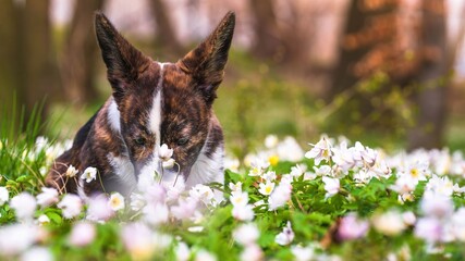 Szczeciak corgi cardigan biało-brązowy w trakcie zabawy © Michal45