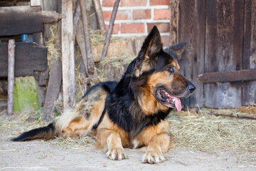 Large dog, tongue hanging out, lying in the sand in front of the barn door.