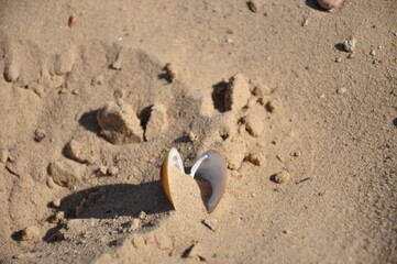 Das Sandbild: weicher weiße Sanstrand, Struktur. Eine geöffnete Muschel am Boden. 
