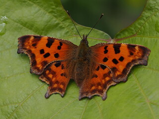Comma, Polygonia c-album, is a butterfly species belonging to the family Nymphalidae, widespread in...