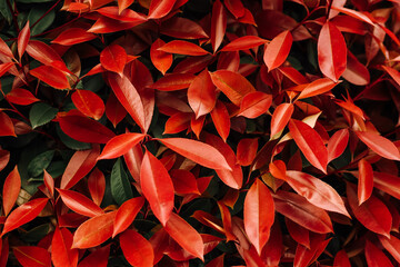 Beautiful red leaves bushes background, backdrop with selective focus.