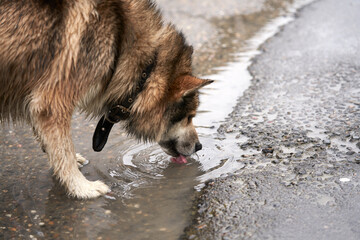 A dog with wet fur drinks water from a puddle after a rain. Selective focus.