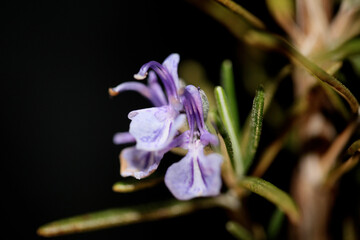 Rosmarinus officinalis flower close up family lamiaceae in black modern background high quality big size print