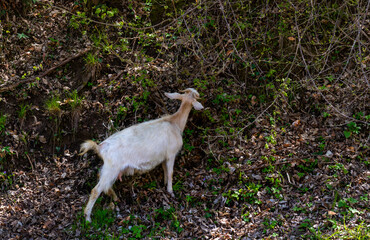 Obraz na płótnie Canvas White goat with the udder in sight, caught from behind as it stretches and perched on the hills to eat the green grass that has just emerged from the dry bushes