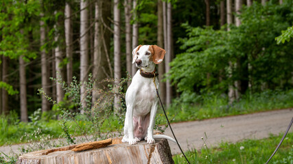 Istrianer kurzhaarige Bracke sitzt angeleint auf einem Baumstumpf im Wald - Konzept Hund im Wald, Leinenpflicht