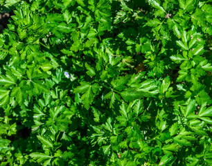 Photo as a background with fresh green leaves of parsley bushes, aromatic plant, grown in the garden