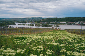 Overlooking the beautiful Rhine Valley in Germany, with vast vineyards on both sides