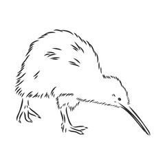 hand drawn, sketch, cartoon illustration of kiwi