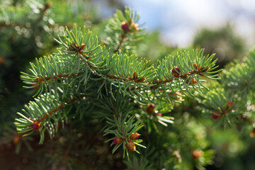 fir tree branches as background