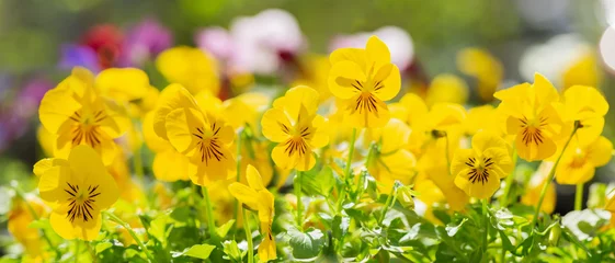  yellow pansy flowers in a garden © Nitr
