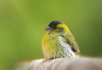 Little bird perching on a branch over green background. Eurasian Siskin (Spinus spinus)