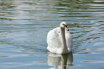 white swan floating in a lake